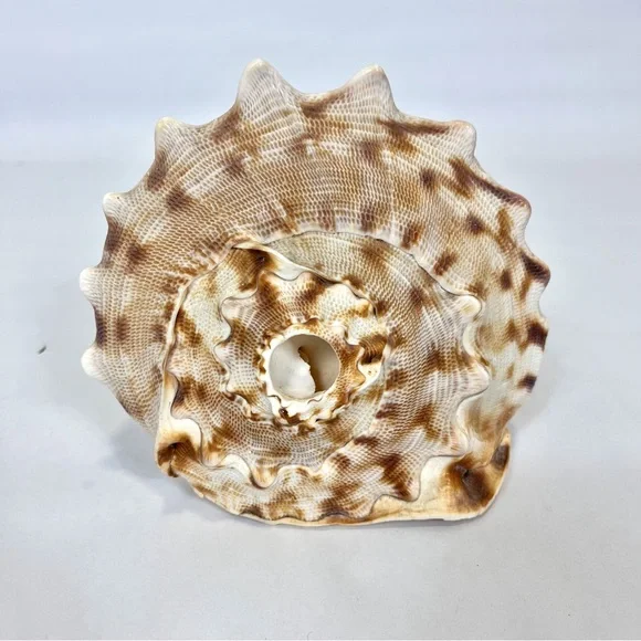 Horned Queens Helmet Classic Cornuta Conch Seashell Ocean Decor - Picture 2 of 5